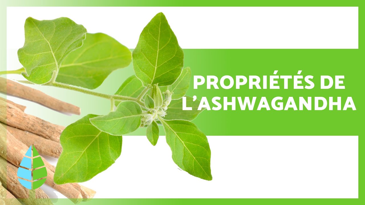 BIENFAITS de l'ASHWAGANDHA 🌿✅ (Propriétés, Comment le prendre et Contre-indications)