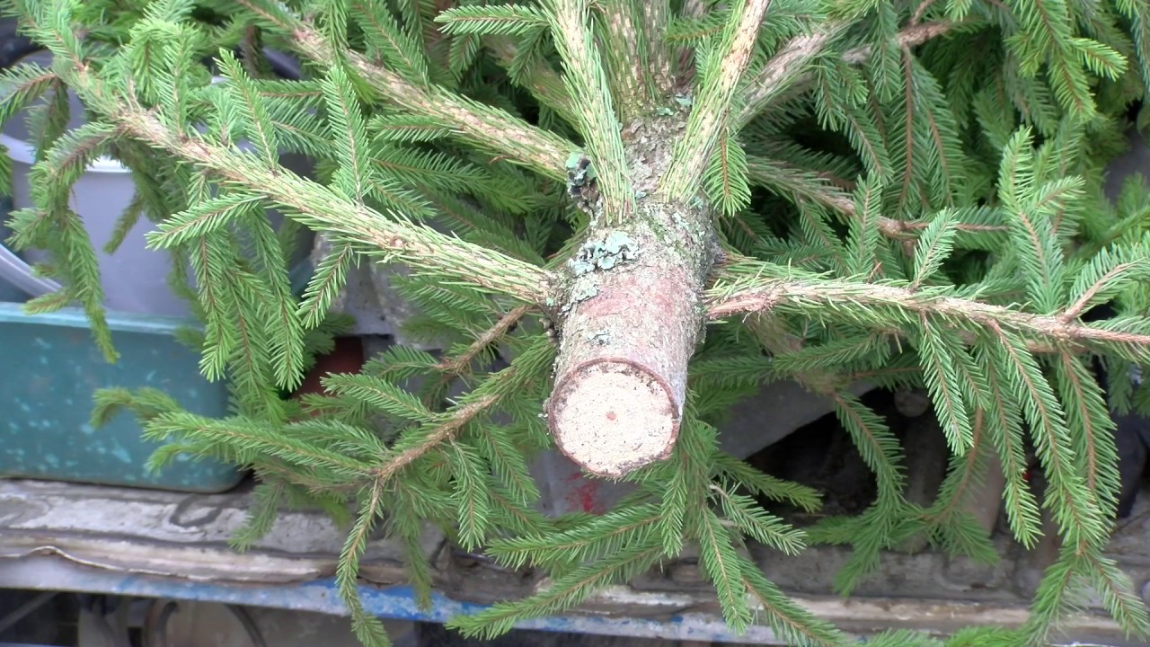 Mont de Marsan - Mon brin de Jardin - Décembre 2016