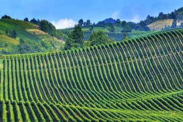 Investir dans le vin